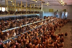 We are on our fourth year with the Blue Gold™ Grand Champion Animal Solutions in our 25,000 cage free laying hen operation. The stress levels of the birds went down in just a few days. They virtually stopped plucking each other’s feathers out, flying into the walls and the equipment and it became noticeably quieter all the time. The mortality rate dropped by about 75% and production started to increase, and the eggs got somewhat bigger by about 3%. -Green Prairie Speciality Farms, Shelbina, MO