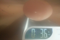 (3/3) Blue Gold mega egg at 3.6 oz.