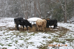 Blue Gold™ cows, championing the winter with minimal labor.