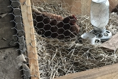 (1/3) One of our customer’s chickens wasn’t laying eggs.