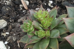 This Blue Gold™ user has been growing succulents for many years but has never seen their succulents produce like this. Notice that this plant has five new blooms after the Blue Gold™ Garden has been applied.