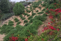 (2/2) Rosemary and Bougainvillea before and after a single application of Blue Gold™. Look at those quick results!
