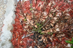 (2/2) After using Blue Gold™ Garden Blend, this dead plant is resurrected, and new growth sprouts forth!
