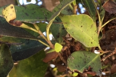 (6/14) This is the new growth on diseased Ficus Hedge…