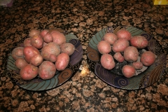 (1/2) Blue Gold™ potatoes on the left in both of the photos.
