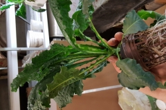 Azure Standard Organics sent us a picture of their Hydro Kale grown with Blue Gold™! They know call it the 'Mega Kale.’