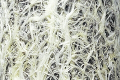 Look how white and vibrant and health the roots are. They are not brittle, fine hairs; they are thick limber roots.