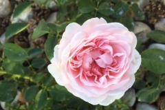 (2/3) This is my First Rose in my garden this year.” -David Austin