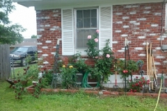 “Blue Gold™ roses at my house two years ago. Far left is the Lazerus plant that sprang forth from the bare ground after being sprayed with Blue Gold™ Rose Blend.” -Mike Livingston