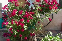 (2/2) Guess what? These don’t smell like the normal ones. I’m not going to say they are the prettiest smelling, but they aren’t bad because of the Blue Gold™ Rose Blend. I have the only Dr. Huey with NO POWDERY MILDEW in my entire neighborhood.” -George Reymer