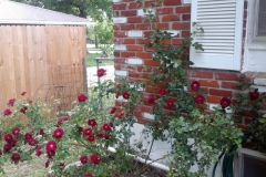 (1/6) This rose bush owner could not get blooms no matter what he tried. Blue Gold™ Rose Blend supplied quick blooms!