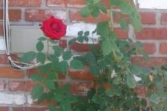 (3/6) One Amazon Customer called us after buying Blue Gold™ Rose Blend. She had Black Spot on her roses, no blooms, and a pest problem. Our instructions were to use the Rose Blend as instructed 2x to 3x a week for 2 to 3 weeks. She called us back to let us know that she used the Rose Blend twice in one week and her roses no longer have blackspot or pests, and she is seeing new blooms. We shared her experience with Mike Livingston, another Blue Gold™ rose grower, and he sent us this photo and shared the following: "Yes, that worked for me also.  I’ve already given away 12 of these Blue Gold™ roses. A few weeks ago they weren’t even there. It's been 93 degrees for a week now, and these two roses pictured were given away last week, and then today I found one already bloomed just like them behind the bush in the shade. The girls at the print shop got that one today!"