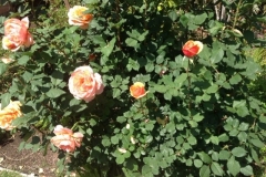 (1/2) This rose bush had yellow leaves and no flowers.