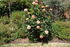 (2/2) Three weeks after spraying Blue Gold™ Rose Blend these two photos were taken.