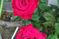 These are amazing vibrant roses grown on just the Blue Gold™ Rose Blend!
