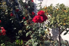 This grower has never had roses stay bloomed and bloom new in late December, but with the power of the Blue Gold™ Rose Blend, many things are possible. Notice the disease-free citrus plant receiving overspray.