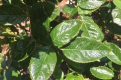 One of our customers is a rose grower in New Mexico who uses the Blue Gold™ Rose Blend and our Blue Gold™ Fusion Compost NPK Paste. This photo was not taken after a foliar but before. We recommended him to use our Special K because of the leaf knife tips showing. However look at the oil production that is pouring out of the leaves! He has noticed this for a while now.
