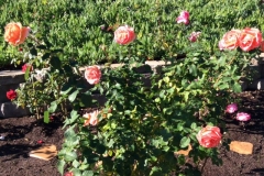 A happy Blue Gold™ Rose Blend customer is showing off his Blue Gold™ Roses.