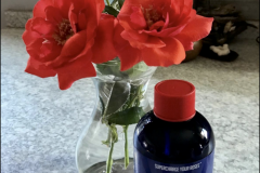 “Blue Gold™ Rose Blend is an all natural product that smells good enough to eat! I use it once a week and have continual blooms. Safe for all garden dwellers, like our beloved Anole lizards :) Never thought I could grow roses in St. Pete!!!!”