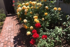 (1/6) “These are the Blue Gold™ roses I did not prune this year.” -James Read