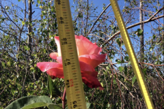 (1/2) This rose bush experienced some super growth using our organic rose solution! Over 8 feet of super growth!