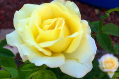 Blue Gold™ Rose Blend is excellent at increasing vibrancy and fragrance and rose blooms last longer after cutting!