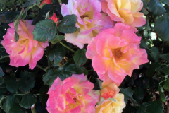 One happy Amazon customer said Blue Gold™ Rose Blend caused a noticeable improvement in just TWO applications. These roses are growing strong in the New Mexico winter thanks to Blue Gold™ Rose Blend!