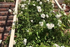 (2/5) The owner said before the start of spraying they could never get the roses to bloom as they should and always having problems with pest/disease. She loves white roses.