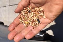 (1/9) Most people have a hard time getting seed to germinate but not George in New Mexico with runoff spray from Blue Gold™.