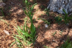 (2/9) Cracked corn that has fallen from the bird feeder sprouted?