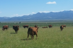 “Last year after our cattle grazed the pivots for the season, we entered our local beef contest against all the ranches in SW Utah for appearance/texture/taste contest; and the high profile Certified, ‘Aged’ Black Angus Beef took; second place to ours; WOW we said. Our cattle have never shined up, looked so good, and put on weight this fast since they have been grazing on the Blue Gold™ grass. This year is the second year, and the worms and cattle are fatter this year than last year for sure. We see it in weight gain and with no problems with anything else even the flies on the cattle. Here is a picture of our fat yearlings this year on the Blue Gold™ grass pastures. Go Blue Gold™ Solutions says Bar 10 Ranch!” -Kelly Heaton, Bar 10 Ranch in St. George, Utah