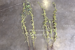 (1/2) Taken in the early stages, we can see that the Soybean plant is heavy laden with many pods. The average plant will only support 1-2 pod clusters. Taken on Sept 10th this photo shows two pulled plants from Malta Bend, Missouri which is toted as some of the most fertile ground in the world. The beans on the left are a chemically grown average Missouri plant form a neighboring farm. The beans on the right from a chemical induce marginal field using Eden Solutions. Notice the root size difference, the pod clustering increasing. What else can you see? These beans were randomly picked from both fields by a local third-party seed dealer.
