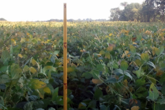 Blue Gold™ Soy is 18” taller than “normal protocol” sprayed crop! Only a couple months along and with only three applications, and in the middle of a drought, these soybeans are well on their way to passing 4' tall!