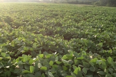 Shortly after the first application, the Soybean filed began an explosion of growth with renewed vigor and vitality. This photo was taken after the second application on July 7th, which was only 15 days after the first.