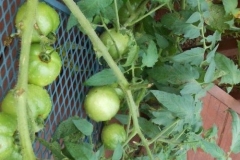 (5/6) With some use of Blue Gold™ Garden Blend, the tomatoes started producing and the blight remediated!
