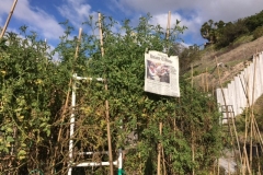 (4/9) The pictures show 10’ bamboo poles they had to use to stand up the cherry tomatoes!