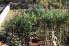 (6/9) San Diego is basically in a drought at the moment, but his tomato plants are 10' high!