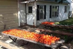 (3/3) 600 tomatoes per plant!