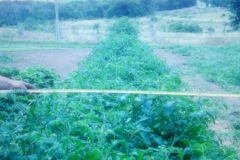 (1/2) These tomatoes were planted and grown during one of the worst droughts in Blackburn, Missouri history. With weekly Blue Gold™ foliar applications, these test plot tomatoes bulked up to 5 feet wide and over 6 feet high.
