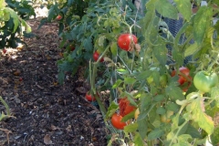Eden Blue Gold™ customer, in Alpine, California, is super amazed that the garden went year round, and "never stopped producing".  Year-round squash, tomatoes, and more!