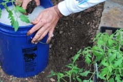 Gardener is dunking the whole tomato plant and root ball in a Blue Gold™ Garden bath prior to planting to jump-start the plants.