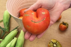 Happy tomato from Blue Gold grower, Mike Livingston! He grows with Blue Gold™ Garden and Blue Gold™ Fusion Compost VEG.