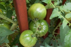 (4/6) With some use of Blue Gold™ Garden Blend, the tomatoes started producing and the blight remediated!
