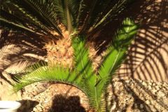 (2/3) Since spraying the Blue Gold™, this Sago Palm has sprouted a ‘baby’ palm after only six to eight sprays of Blue Gold™ Garden Blend in total. This quick transformation is fantastic!