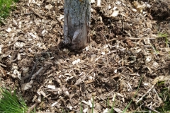 (1/9) "These Maple and Ginseng trees were massacred by a grounds crew. Basically girdled and I thought what the hell. Why not spray it with Blue Gold™. This tree has been sprayed 4 times since last year (bark and leaves). If I were a plant doctor, I’d pronounce it cured.” -Robert Turner