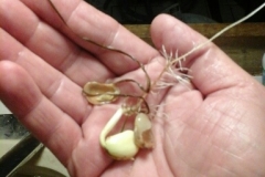 (2/2) The next morning he discovered a Lima Bean still in the sink showing that the bean had sprouted overnight!