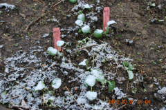 (6/11) This is the second snowfall, after several 'killing' touches of frost, on the Blue Gold™ greenhouse test plants.