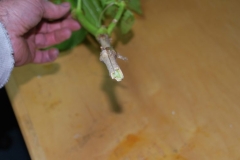 (2/3) Another picture of the bell pepper plant that shows stalk full of pith even after all exterior bark is gone. This would have killed any other plant, but this was a Blue Gold™ plant.
