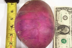 (1/2) This is a common salad radish that does not get bigger than 1 inch.