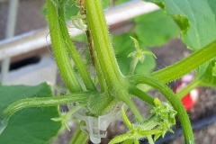 (1/5) Azure Standard cucumber plants being treated with Blue Gold™ Garden. There is usually only a couple of fruit set per internode. Here you can see 7!